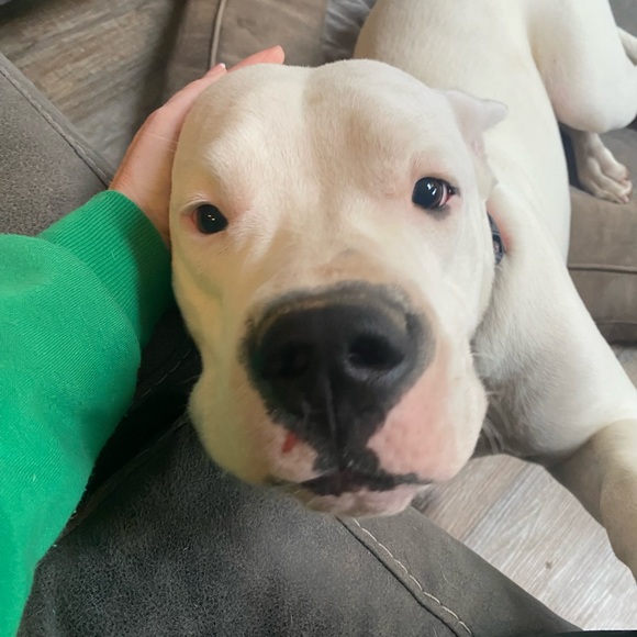 Meet your Posher, Ginny - Picture 4 of 16